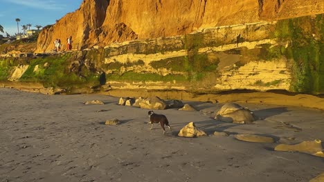 Perro-Corriendo-Junto-A-Los-Acantilados-Del-Océano-Durante-La-Hora-Mágica