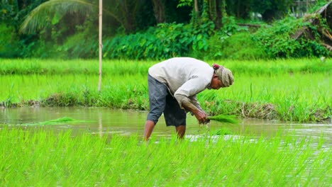 Vista-De-Teleobjetivo-Agricultor-Plantando-Plántulas-De-Arroz-En-Agua,-Hombre-Trabajador