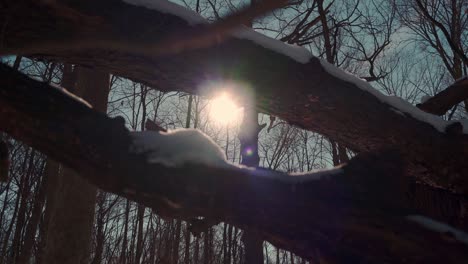 Luz-Del-Sol-Filtrándose-A-Través-Del-Tronco-De-Un-árbol-Con-Nieve-En-Invierno-Cámara-Lenta-Tiro-Bajo