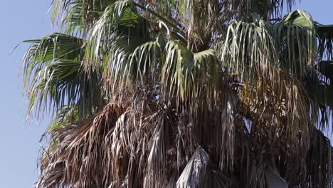 Alte-Afrikanische-Palme-In-Tunesien