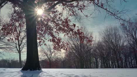 árbol-Y-Luz-Del-Sol-Con-Alfombra-De-Nieve-Acumulada-En-Invierno-Cámara-Lenta-De-Largo-Tiro-Bajo