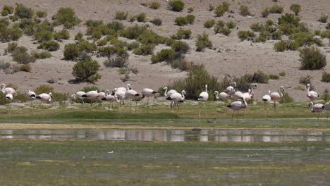 Grupo-De-Flamencos-Rosados-Reunidos-En-Una-Parada-Popular-En-El-Viaje-Al-Salf-De-Uyuni-En-La-Gran-Altitud-Del-Altiplano-En-Los-Andes-De-Bolivia.