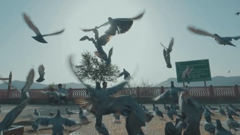 Pigeons-flying-away-after-being-scared-in-Mumbai,-India