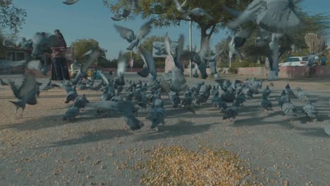 Pigeons-flying-away-after-being-scared-in-Mumbai,-India