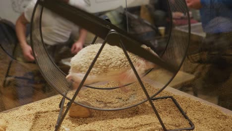 Un-Erizo-Corriendo-En-Una-Rueda-De-Hámster-En-Un-Café-En-Tokio,-Japón