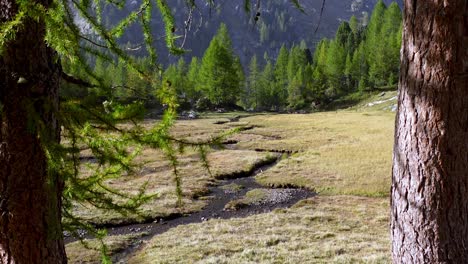 Zwischen-Zwei-Lärchen-Sieht-Man-Einen-Kleinen-Gebirgsbach,-Der-Sich-Durch-Bergwiesen-Schlängelt