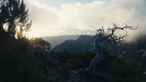 A-dead-tree-standing-in-the-mountains-at-sunset-at-Madeira-island