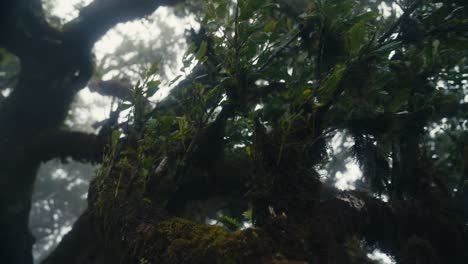 Camera-moves-between-the-leaves-and-branches-of-laurel-groves-at-Fanal-Forest,-Madeira