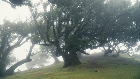 Laurel-grove-trees-in-the-fog-at-Fanal-Forest,-Madeira