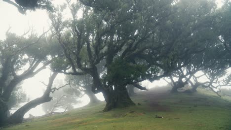 Laurisilva-En-La-Niebla-En-El-Bosque-De-Fanal,-Madeira.