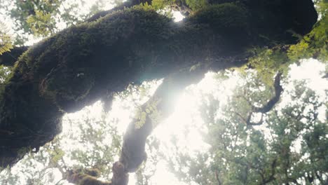 The-camera-moving-between-laurel-grove-tree-branches-while-sun-flare-hits-the-lens