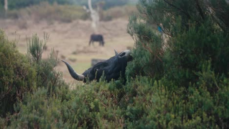 A-black-cow-eating-trees-at-Fanal-Forest,-Madeira