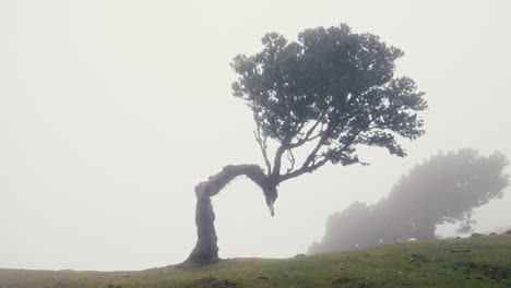 Lonely-laurel-grove-tree-standing-in-the-middle-of-nowhere-at-Fanal-Forest,-Madeira-in-the-fog,-mist,-and-cloudy-moody-weather