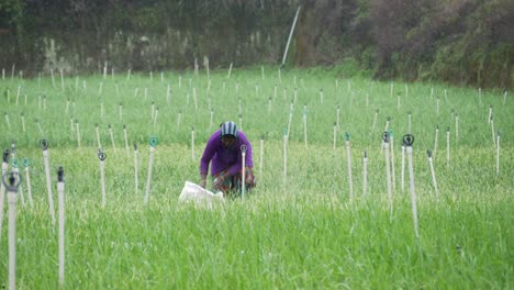 Smart-automated-water-sprinklers-on-agricultural-land,-Modern-Irrigation-system,-Women-farmers-working-on-agricultural-land