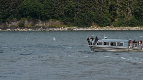 Avistamiento-De-Ballenas-En-Juneau,-Alaska.