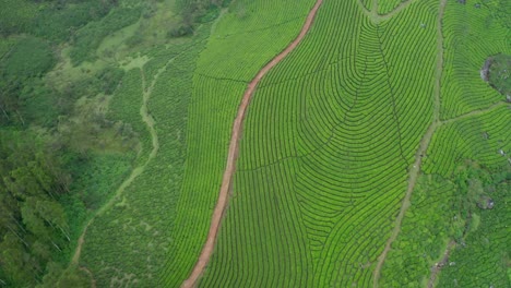 Cámara-De-Vista-Aérea-De-Drones-Bajando-Una-Colina-Con-Muchos-árboles-Pequeños-Y-Muchos-Caminos-Alrededor