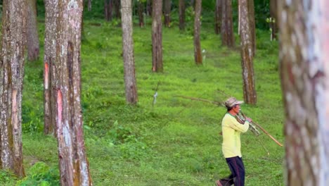 Old-man-walking-in-the-middle-of-forest-looking-for-firewood