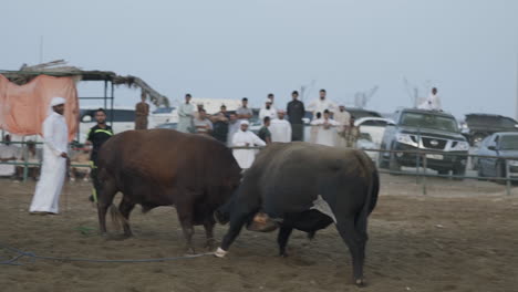 En-Fujairah,-Emiratos-Árabes-Unidos,-Se-Desarrolla-Una-Amistosa-Competencia-Taurina-En-La-Que-Participan-Dos-Toros-Domesticados-Empleados-En-La-Agricultura.