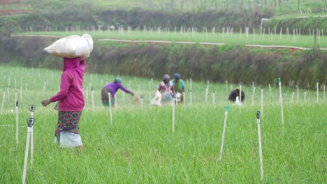 Las-Mujeres-Agricultoras-Que-Trabajan-En-Tierras-Agrícolas-Cuentan-Con-Aspersores-De-Agua-Automatizados-Inteligentes-Y-Un-Moderno-Sistema-De-Riego.