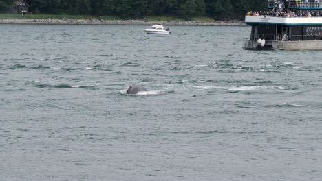 Buckelwal-Tauchen.-Walbeobachtung-In-Juneau,-Alaska