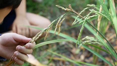 Los-Niños-Juegan-En-El-Campo-De-Arroz,-Huelen-El-Arrozal,-Cierran