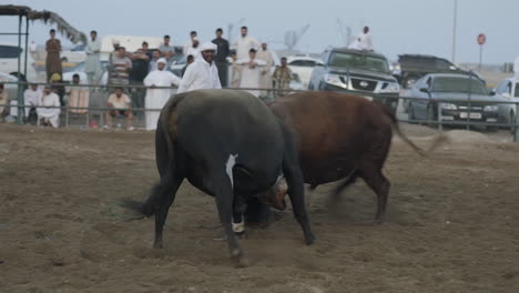 A-friendly-bullfight-competition-unfolds-in-Fujairah,-UAE,-featuring-two-domesticated-bulls-employed-in-farming