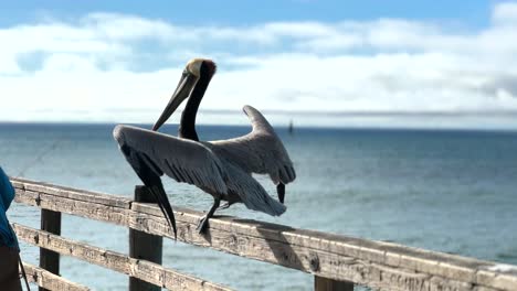 Gran-Pelícano-Pardo-Ataca-Furtivamente-A-Un-Pescador-En-El-Muelle-De-Oceanside-En-San-Diego,-California