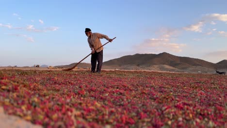 Viejo-Granjero-En-Campo-Plano-De-Aventar-Agracejo-Separar-El-Grano-De-La-Paja-En-La-Tierra-Temporada-De-Cosecha-De-Agracejo-Orgánico-Sabroso-Sabor-Agrio-Fruta-Roja-Madura-Uso-En-Cocina-Culinaria-Persa-Cocina-Irán