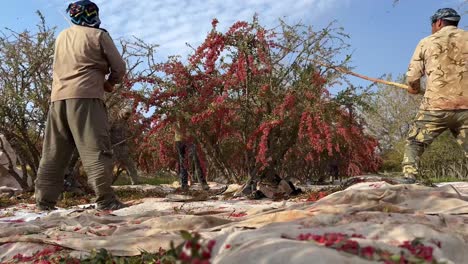 Erntezeit-Im-Beerengarten.-Die-Berberitzen-Werden-Rot-Und-Reif.-Leckerer-Bauer-Pflückt-Berberitzen-Im-Obstgarten.-Die-Gesunden-Bio-Früchte-Sind-Bereit-Zum-Trocknen-In-Der-Sonne.-Natürlicher-Geschmack-In-Der-Ländlichen-Landschaft-Irans