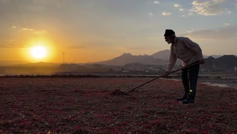 Zeit-Des-Sonnenuntergangs-In-Einer-Ländlichen-Gegend.-Der-Alte-Bauer-Worfelt-Getrennte-Samen,-Körner-Und-Blätter,-Spreu-Auf-Dem-Land,-Feld-Auf-Früchten,-Die-In-Der-Iranischen-Khorasan-Landschaft-Sonnengetrocknet-Sind,-Traditionelle-Wunderbare-Landschaft,-Herbstfrüchte