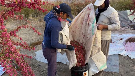 Los-Redactores-Cosechan-Agracejos-De-Un-Arbusto-En-El-Jardín-De-Agracejo,-Sabor-Amargo,-Baya-Roja,-Madura,-Deliciosa,-Sabrosa-Fruta-Orgánica-Lista-Para-Secar-Al-Sol-Para-Usar-En-La-Cocina-Persa-En-Irán,-El-Concepto-De-Vitamina-Fresca.