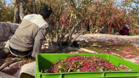 Bauern-Beladen-Grüne-Plastikboxen-Mit-Geernteten-Berberitzen-Im-Berberitzengarten.-Herbstsaison-Auf-Dem-Land-Im-Iran.-Frische,-Köstliche,-Organische,-Gesunde,-Rote,-Reife-Beerenfrüchte,-Sonnengetrocknet,-Zur-Verwendung-In-Der-Persischen-Küche