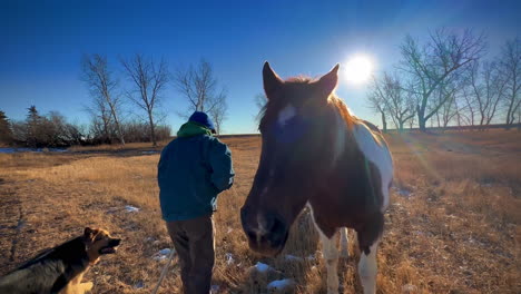 Medium-shot-of-a-man-entering-frame-with-a-carrot-to-feed-a-horse-and-donkey