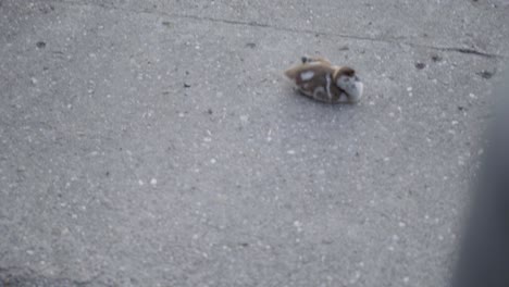 Duckling-curled-up-on-a-concrete-surface,-resting-in-isolation