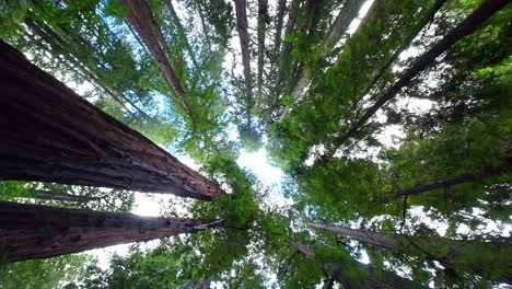 Vista-Hacia-Arriba-Hacia-El-Dosel-De-Imponentes-Secuoyas-Antiguas,-El-Monumento-Nacional-De-Muir-Woods,-El-Condado-De-Marin,-California