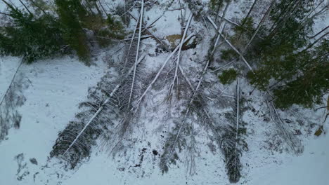 árboles-Forestales-Talados-Que-Se-Encuentran-En-Un-Paisaje-Nevado,-Elevador-Aéreo