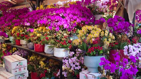 Toma-De-Paralaje-De-Variedad-De-Flores-En-Un-Puesto-Callejero-En-El-Mercado-De-Flores-De-Mong-Kok-Durante-El-Día-En-Hong-Kong