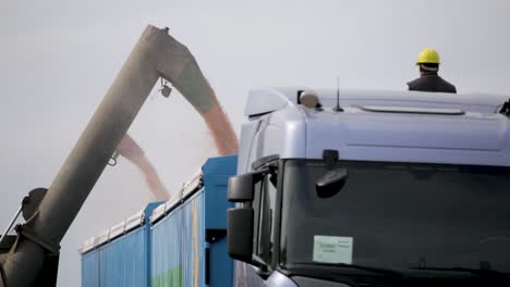 Grain-being-poured-into-truck-trailer,-worker-in-hardhat-overseeing,-industrial-setting,-daytime