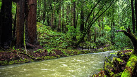 Time-lapse-De-Excursionistas-En-Un-Río-En-El-Monumento-Nacional-De-Muir-Woods,-En-Ca,-Estados-Unidos