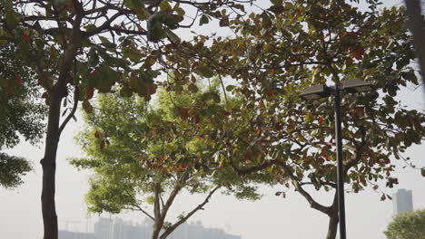 Tall-buildings-with-foliage-in-the-foreground,-Hong-Kong,-China