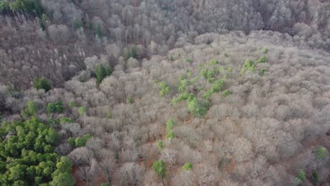 beautiful-scenery-of-mountains-and-alps-full-of-trees-and-lush-green-pines