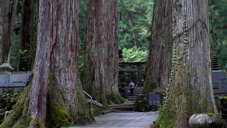 Alte-Zedernbäume-Säumen-Den-Weg-Zum-Okunoin-Friedhof-In-Koyasan,-Einer-Ruhigen-Und-Spirituellen-Atmosphäre