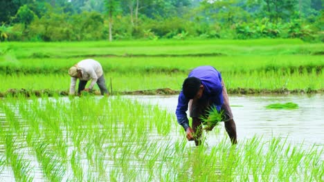 Farmers-tending-to-young-rice-plants-in-a-vibrant-green-paddy-field,-reflecting-rural-life-and-agriculture