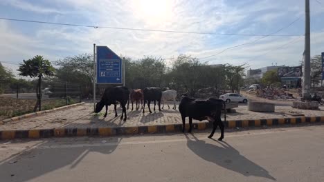 A-group-of-cows-gathered-together-searching-for-food-on-a-sidewalk