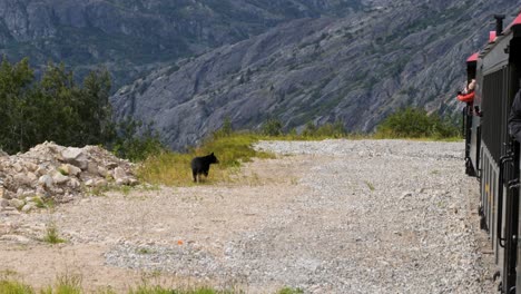 Oso-Negro-Cerca-Del-Ferrocarril-De-Alaska