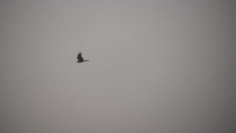 Large-bird-of-prey-flying-around-in-Alipur-in-Pakistan-on-a-cloudy-day