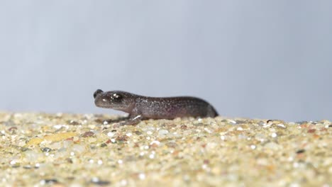 Der-Schleimige-Gret-Flecksalamander-Vibriert-Schnell-Und-Pulsiert-Im-Hals,-Makro-Nahaufnahme-Auf-Sandigem-Boden