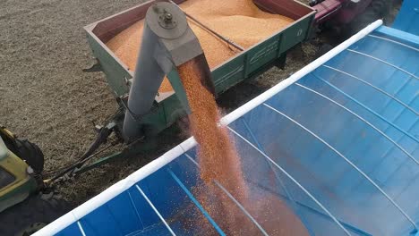 Grain-pouring-into-trailer-from-combine-harvester-at-dusk,-farming-harvest-scene