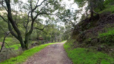 Camino-De-Tierra-En-Una-Ubicación-Remota-Del-Bosque-De-California,-Dolly-Adelante