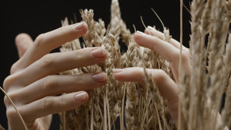 Person-touching-wheat